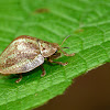 Wild Olive tortoise leaf beetle