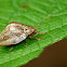 Wild Olive tortoise leaf beetle