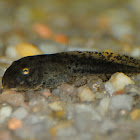 Perez's frog Tadpole; Rana común