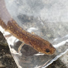 Oklahoma salamander
