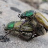 Shining Leaf Chafer