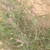 Turestan thistle / Russian knapweed