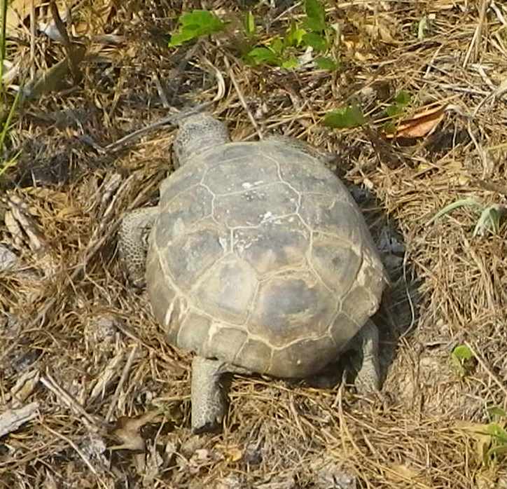 Gopher Tortoise (endangered species)