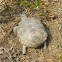 Gopher Tortoise (endangered species)