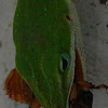 Carolina anole