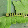 Noctuid moth caterpillar