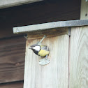 Great tit's leaving the nest