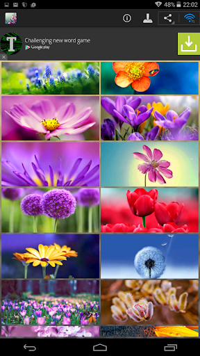 Flowers Wallpapers