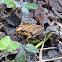 Southern Cricket Frog