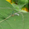 Long Legged Fly