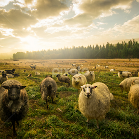 Sheepy Morning by Jim Harmer - Landscapes Prairies, Meadows & Fields