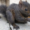 Baby black squirrel