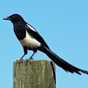 Black-Billed Magpie