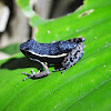 Spot-legged Poison-dart Frog