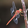 Coral-tailed Cloud Wing