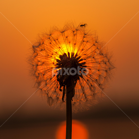 by Elena Cosma - Nature Up Close Other Natural Objects