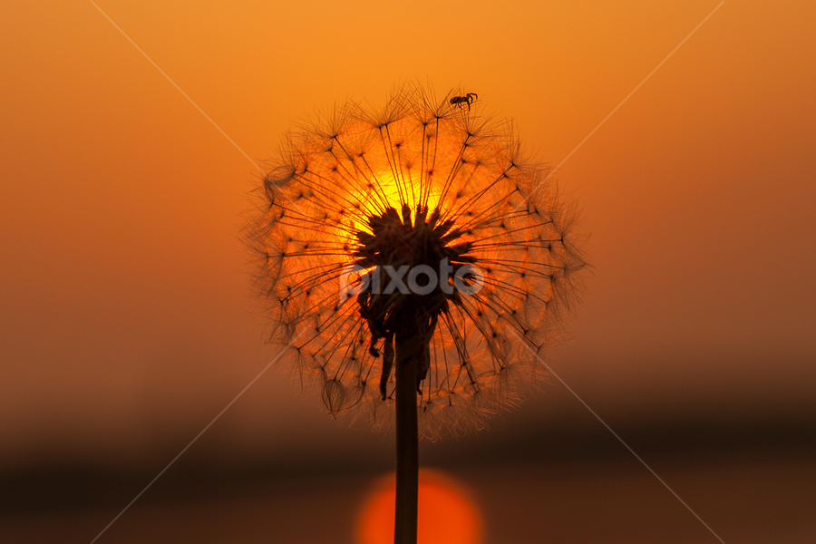 by Elena Cosma - Nature Up Close Other Natural Objects