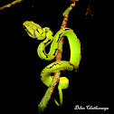 Sri Lankan green pit viper