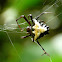 Arrowhead spider