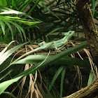 Casquehead Iguana