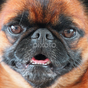 by Kirsten Gamby - Animals - Dogs Portraits