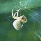 American House Spider (female)