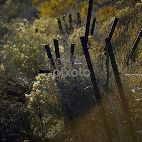 Fenced In by Candy (Ellison) Downs - Landscapes Prairies, Meadows & Fields