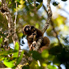 Golden bamboo lemur