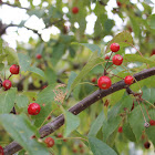 Berry Tree