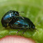 Flea beetles (mating)