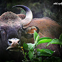 Indian bison -gaur