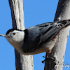 White-breasted Nuthatch