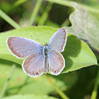 Eastern Tailed Blue