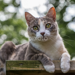 My cat by Jean-Marc Schneider - Animals - Cats Portraits