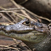 Spectacled Caiman