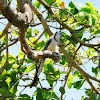 White-throated Magpie-Jay