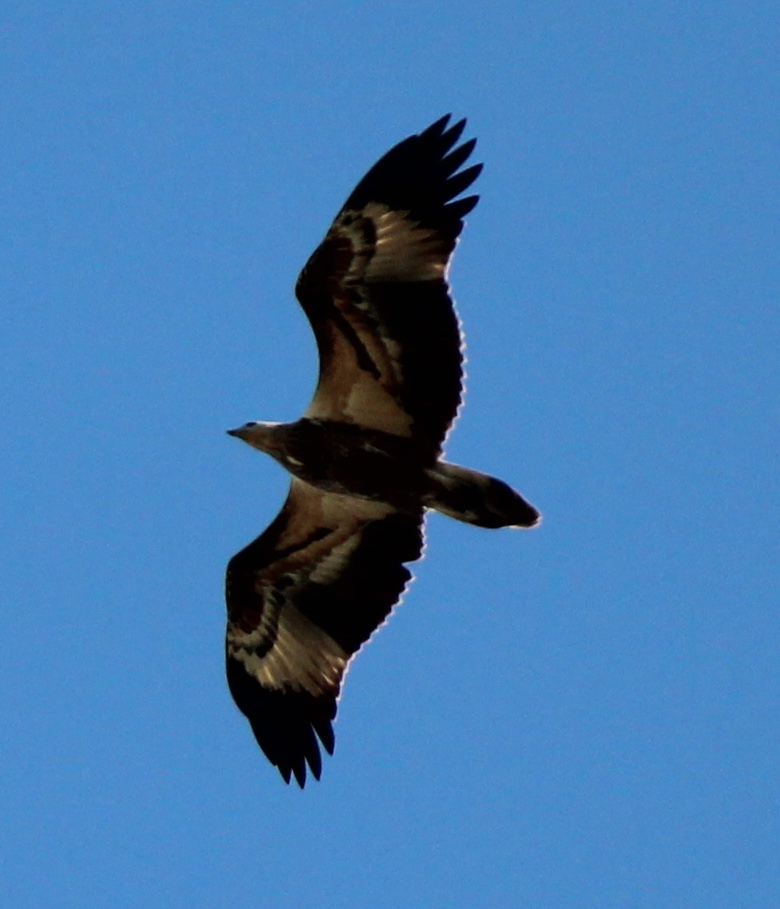 White-bellied Sea-Eagle