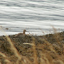 whimbrel