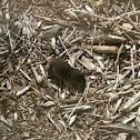 Northern Short-Tailed Shrew