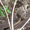 Short-eared Rock-wallaby