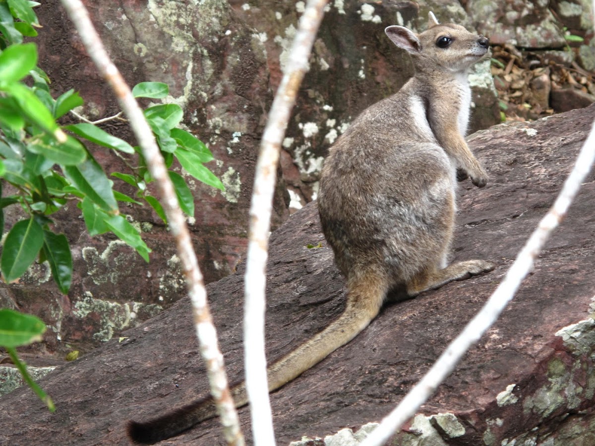 Short-eared Rock-wallaby