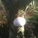 Birch polypore