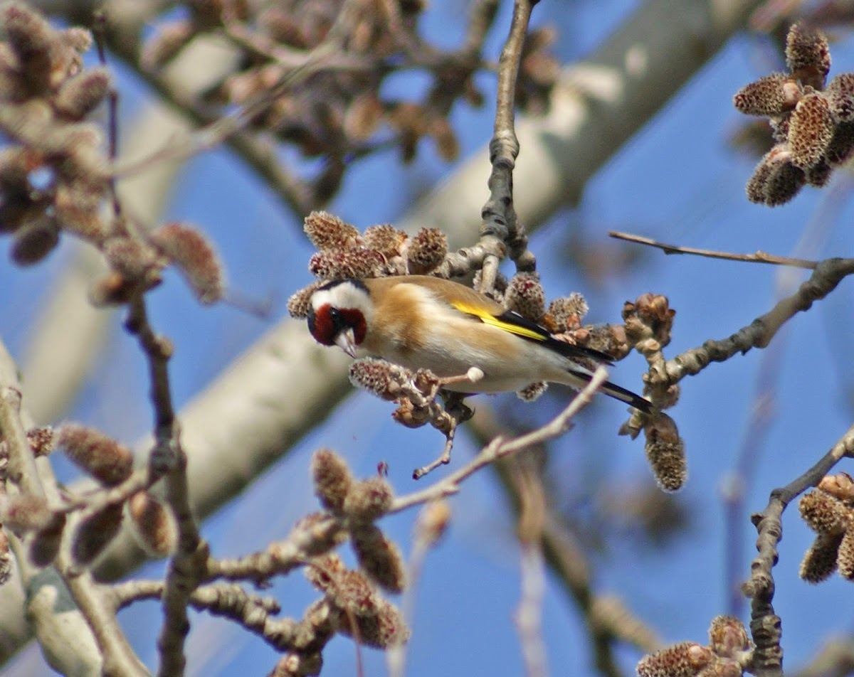 European Goldfinch