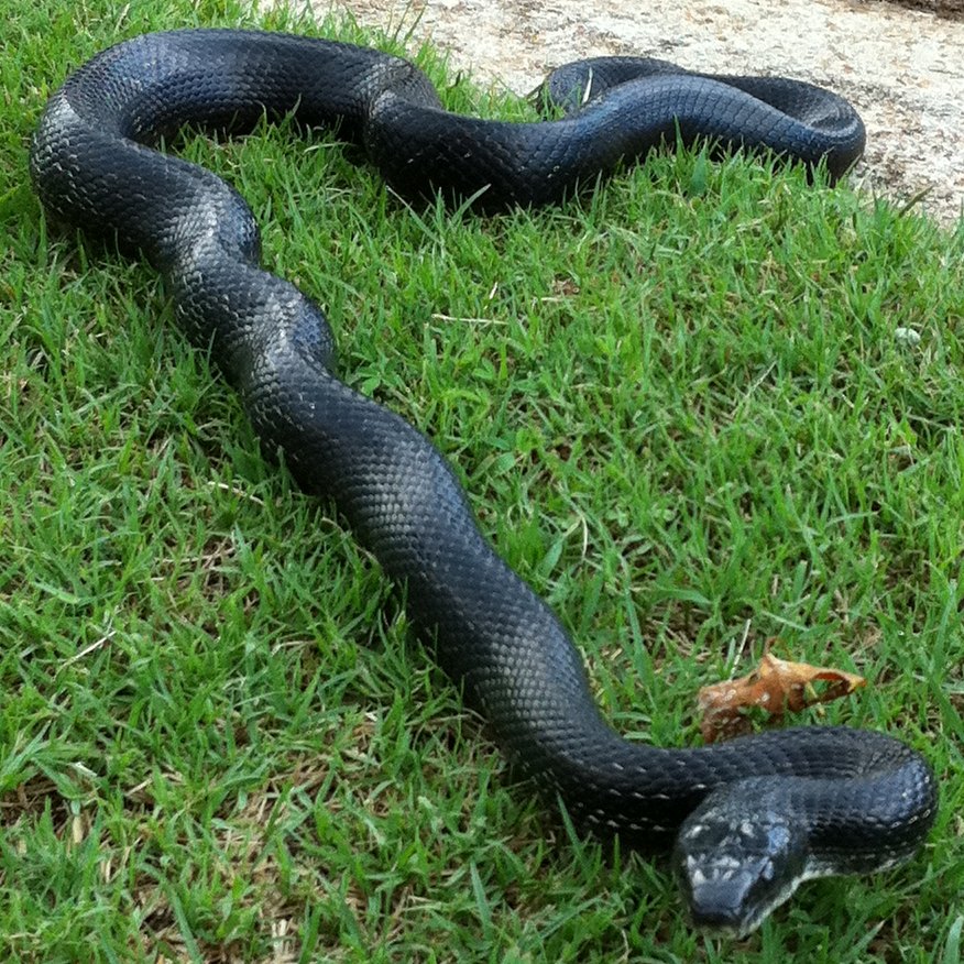 Black rat snake Project Noah