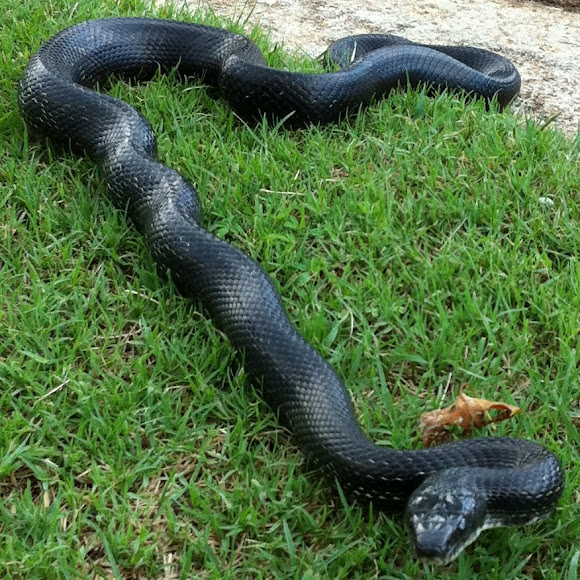 Big Black Cobra Scenes