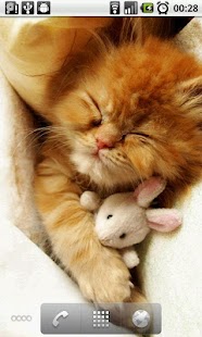 Kitten Slideshow Screenshots 4