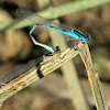 Big Bluet damselflies (mating pair, in tandem)