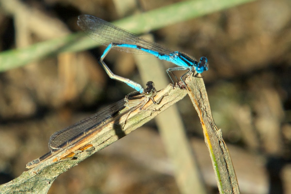 Big Bluet damselflies (mating pair, in tandem)