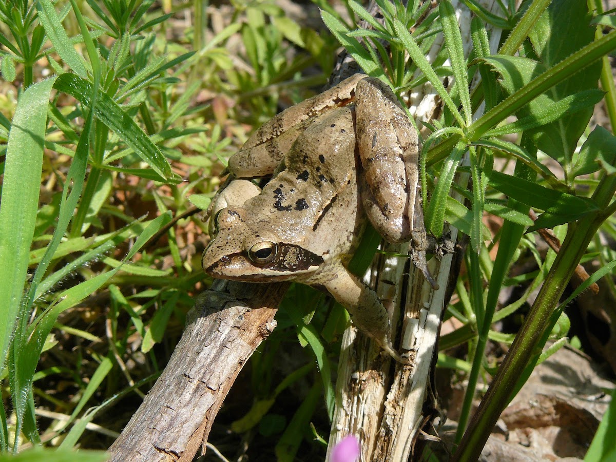 Agile frog / Горска дългокрака жаба