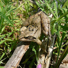 Agile frog / Горска дългокрака жаба